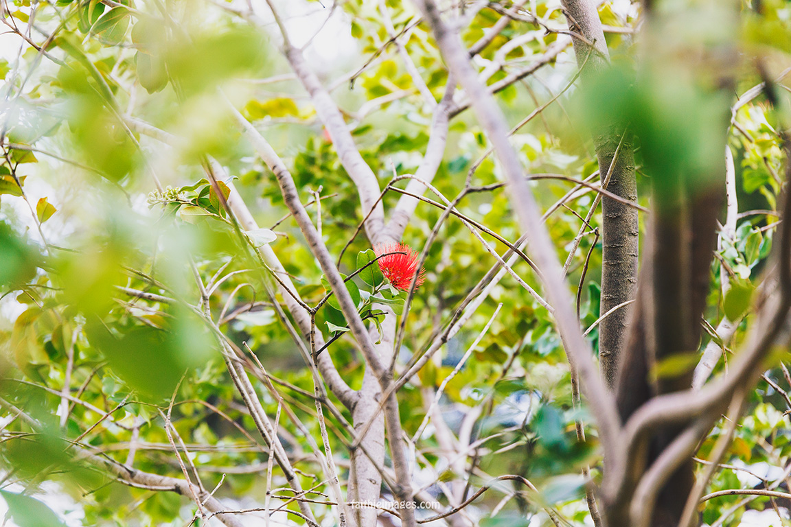 Callistemon trees on the French Riviera – FaithieImages