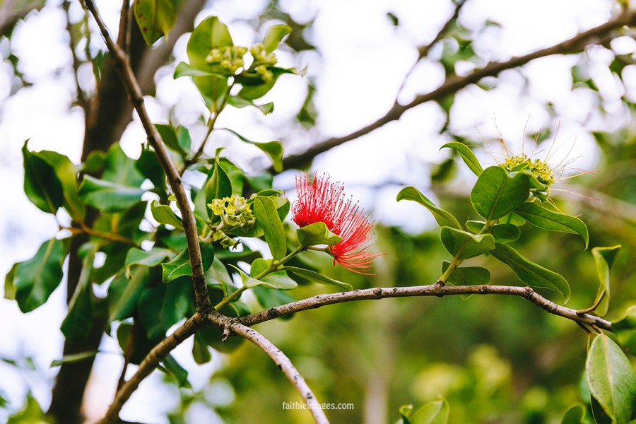 Faithieimages - Callistemon trees on the French Riviera