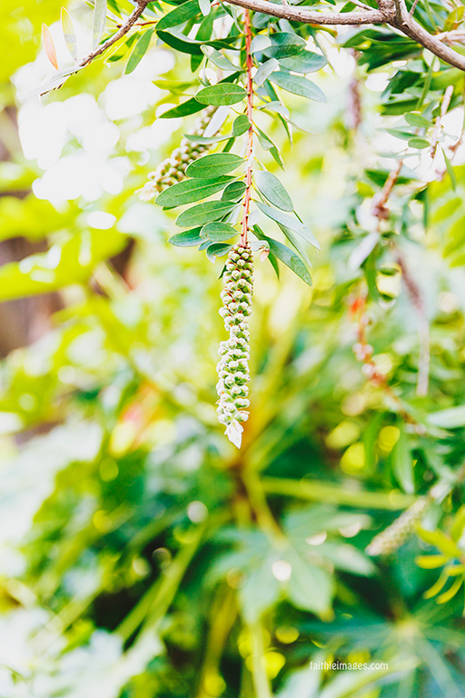 Faithieimages - Callistemon trees on the French Riviera