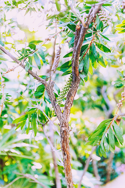 Faithieimages - Callistemon trees on the French Riviera