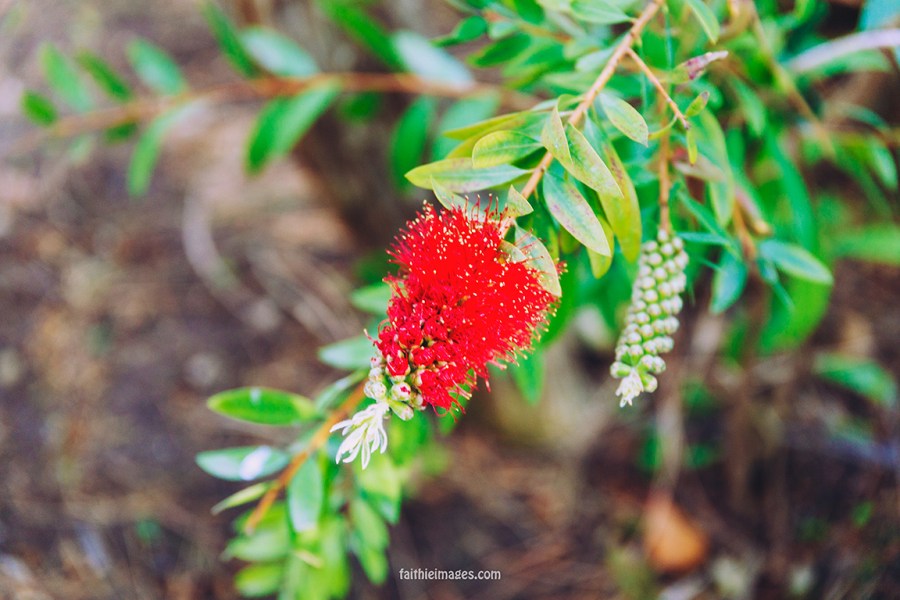 Faithieimages - Callistemon trees on the French Riviera