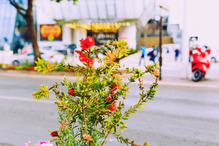 Faithieimages - Cannes snaps 003