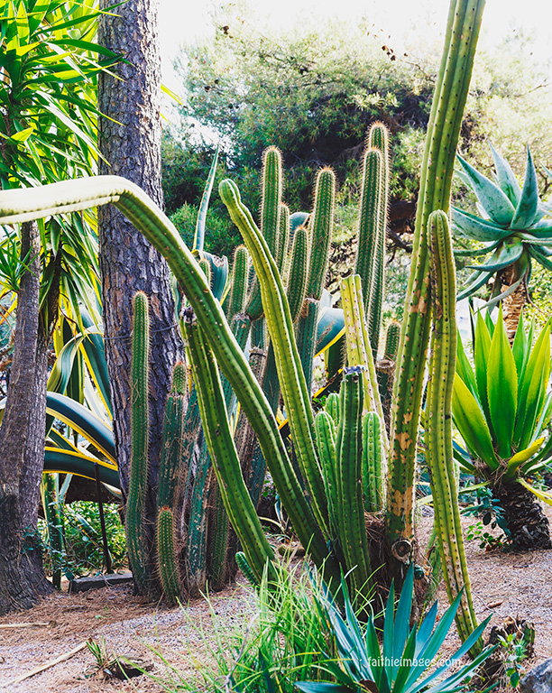 Faithieimages - Monaco Gardens