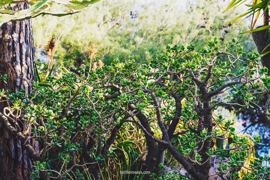 Faithieimages - Jardins de Saint Martin Monaco 003