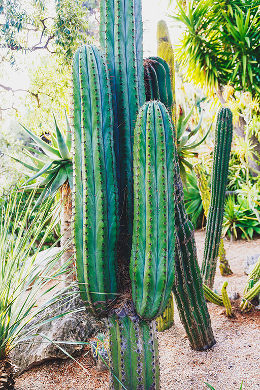 Faithieimages - Monaco Gardens