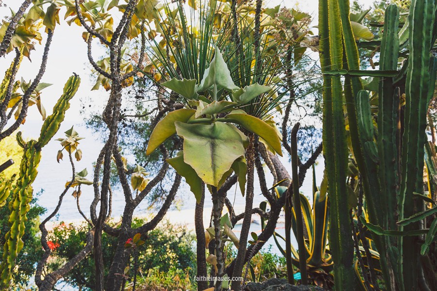 Faithieimages - Monaco Gardens