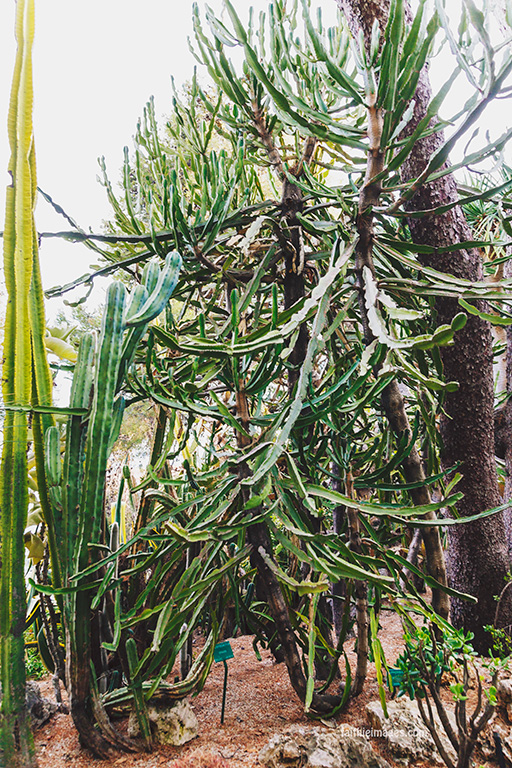 Faithieimages - Monaco Gardens