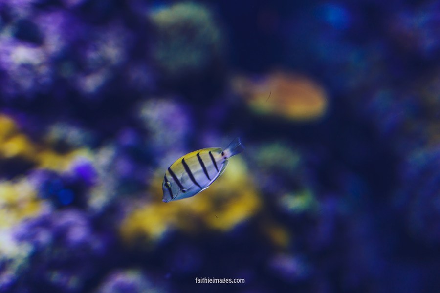 Faithieimages - Monaco Aquarium Musée Océanographique Pt.1 003