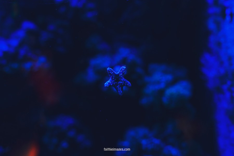 Faithieimages - Monaco Aquarium Musée Océanographique Pt.1 008