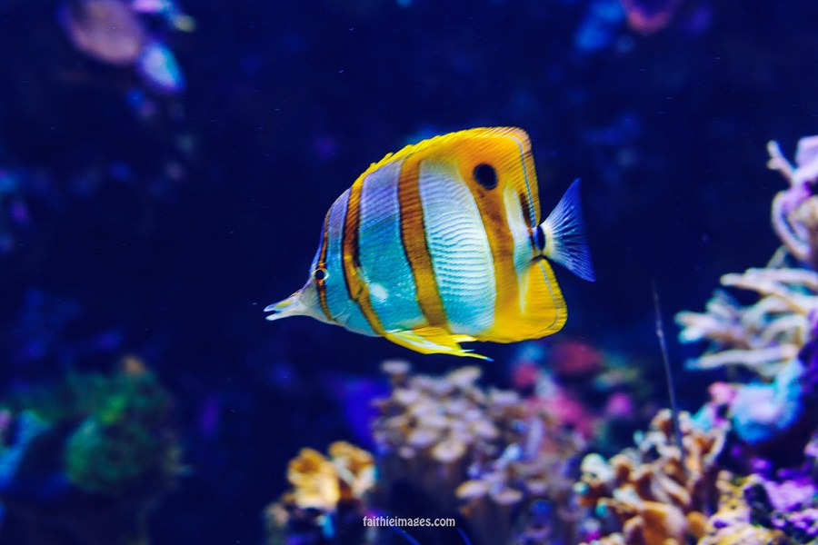 Faithieimages - Monaco Aquarium Musée Océanographique Pt.1 011