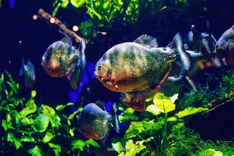 Faithieimages - Monaco Aquarium Musée Océanographique Pt.1 012