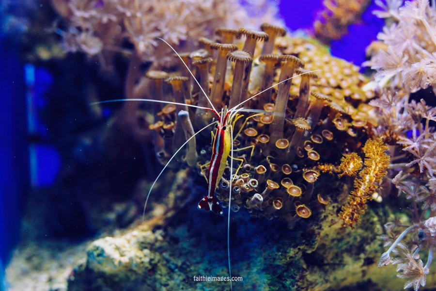 Faithieimages - Monaco Aquarium Musée Océanographique Pt.1 014