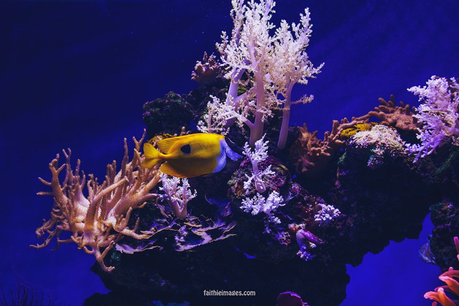 Faithieimages - Monaco Aquarium Musée Océanographique Pt.2 004