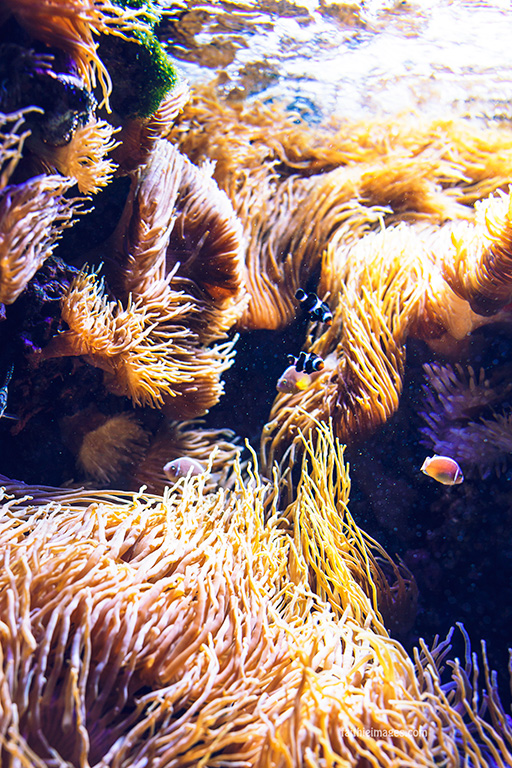 Faithieimages - Monaco Aquarium Musée Océanographique Pt.2 006