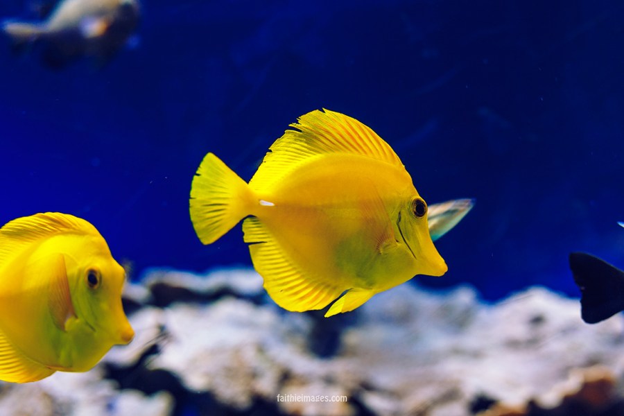 Faithieimages - Monaco Aquarium Musée Océanographique Pt.2 007