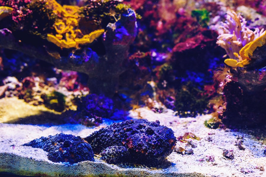 Faithieimages - Monaco Aquarium Musée Océanographique Pt.2 009