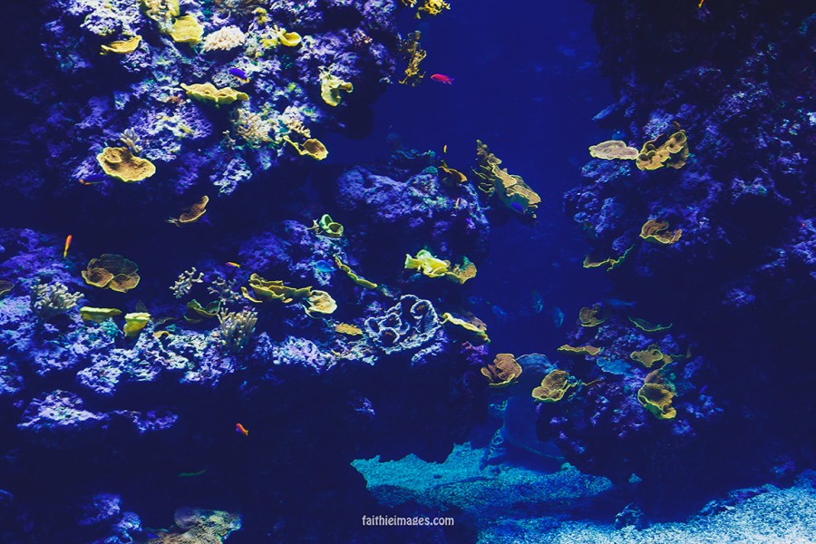 Faithieimages - Monaco Aquarium Musée Océanographique Pt.2 010