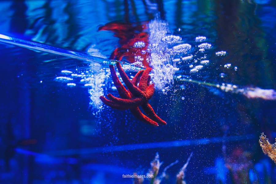 Faithieimages - Monaco Aquarium Musée Océanographique Pt.2 012