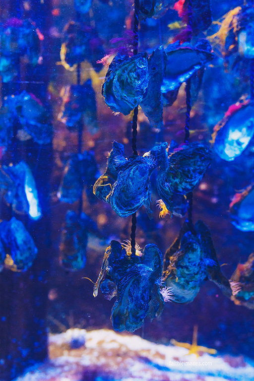 Faithieimages - Monaco Aquarium Musée Océanographique Pt.2 016