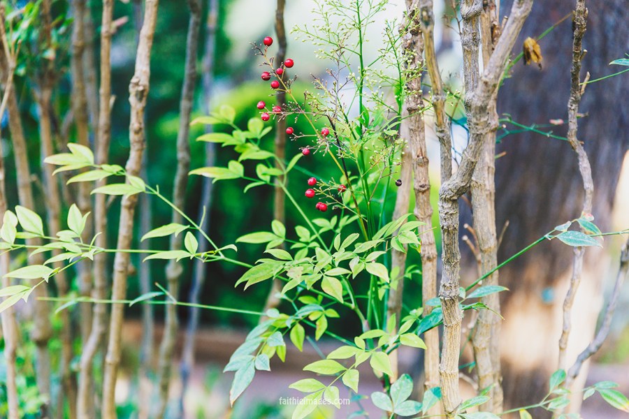 Faithieimages - Monaco Gardens pt. 2 005