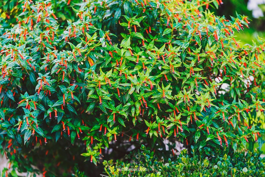 Faithieimages - Monaco Gardens pt. 2 007