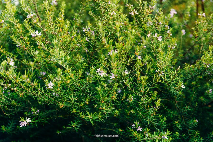 Faithieimages - Monaco Gardens pt. 2 010