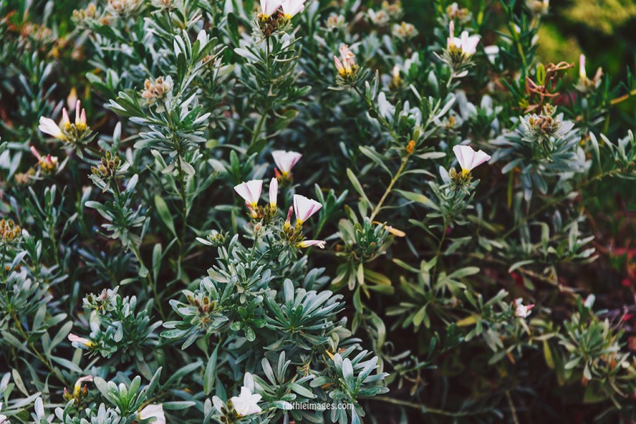 Faithieimages - Monaco Gardens pt. 2 014