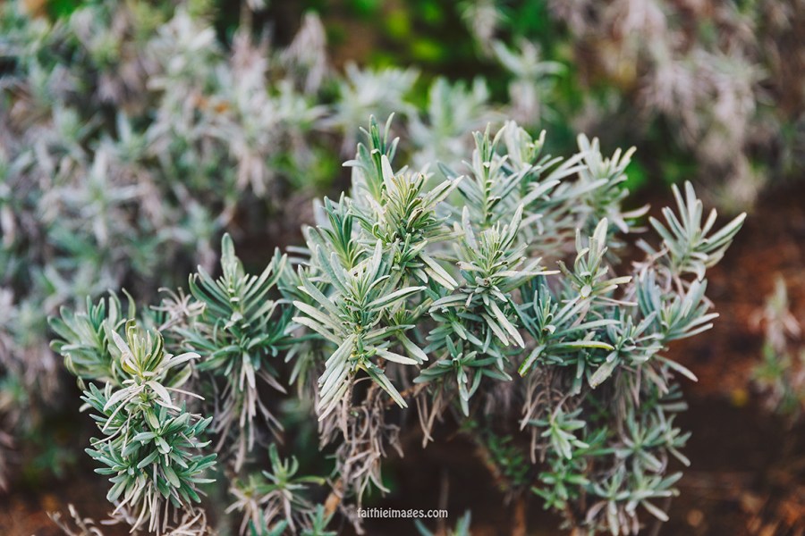 Faithieimages - Monaco Gardens pt. 2 018