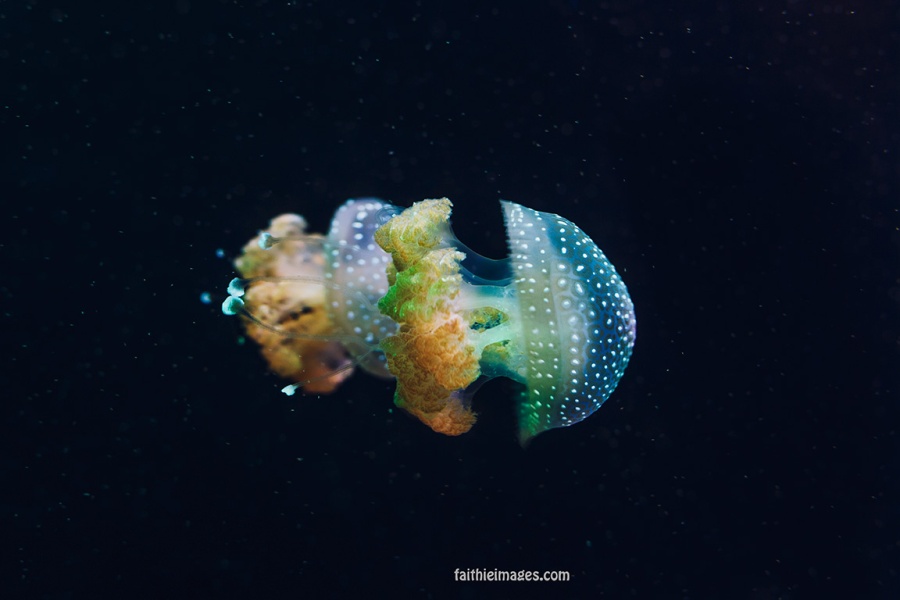 Jellyfish by Faithieimages