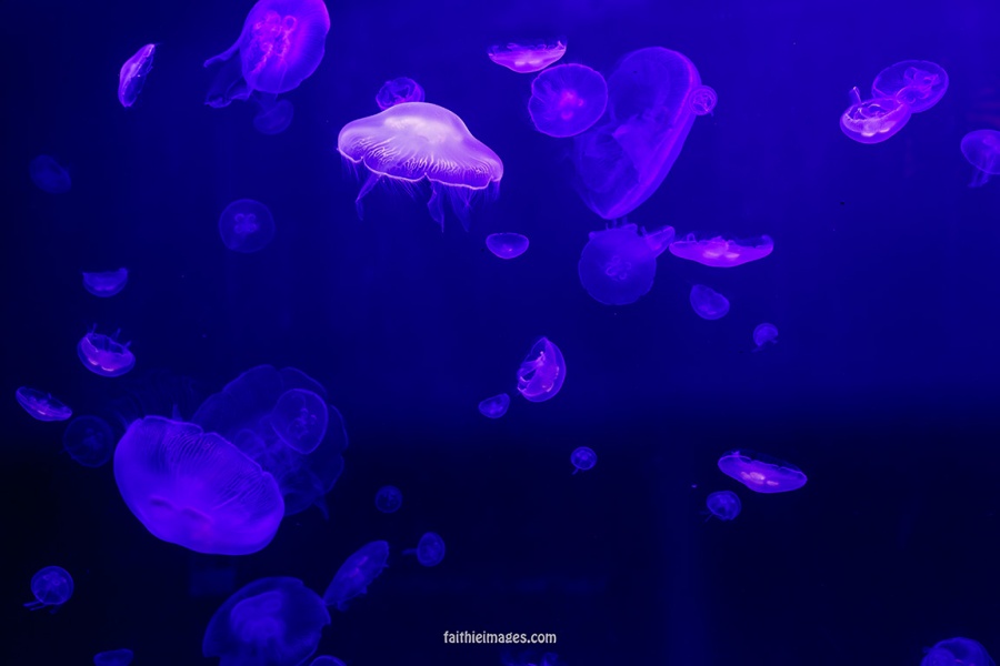 Jellyfish by Faithieimages