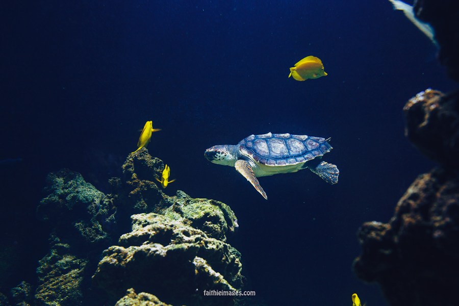 Sea turtle dudes by Faithieimages