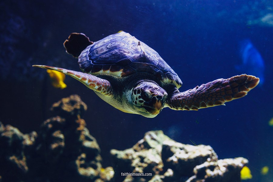 Sea turtle dudes by Faithieimages