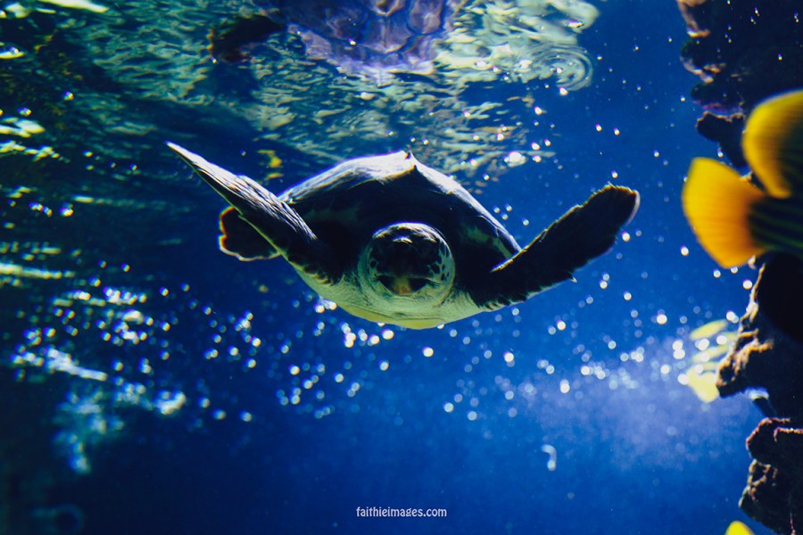 Sea turtle dudes by Faithieimages