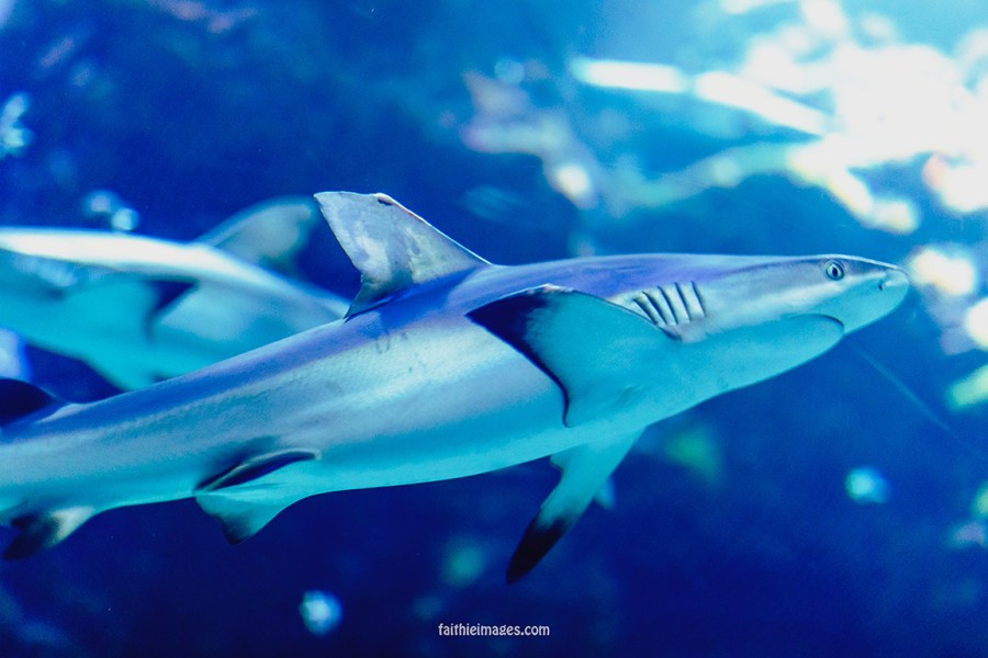 Sharks by Faithieimages