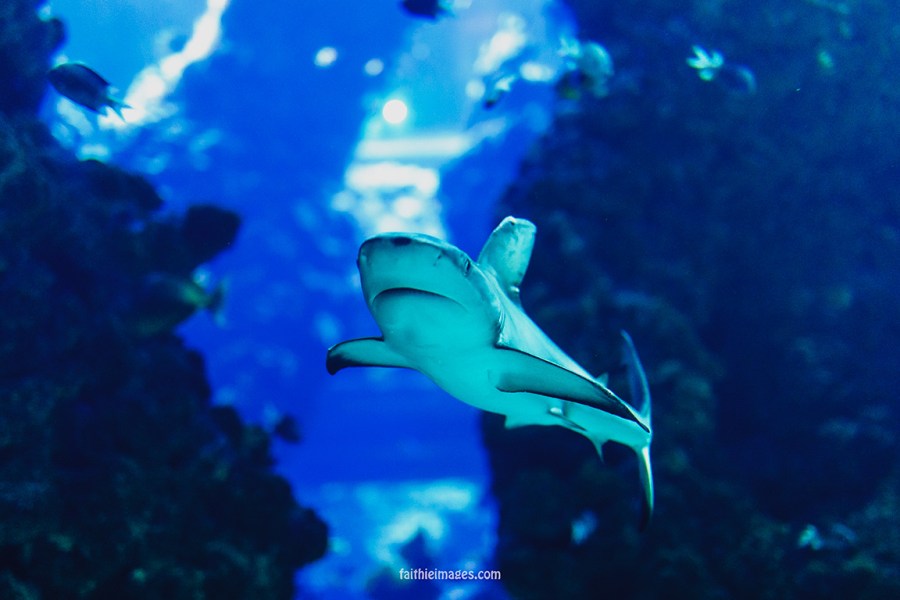 Sharks by Faithieimages