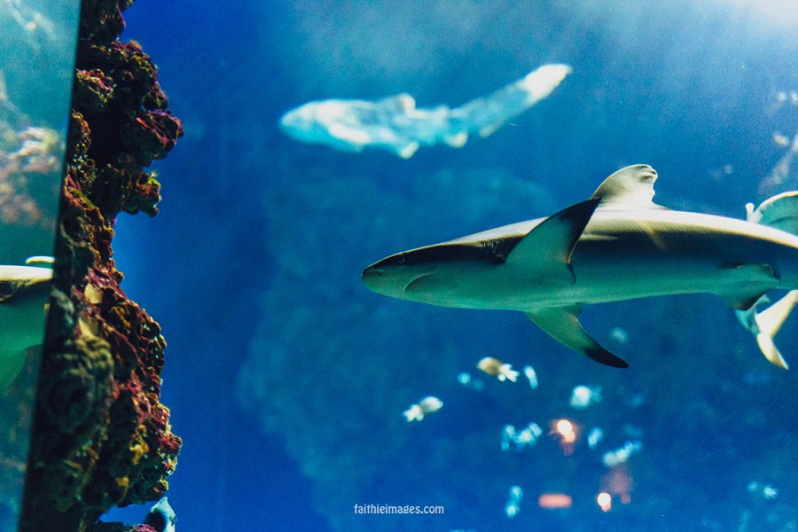 Sharks by Faithieimages