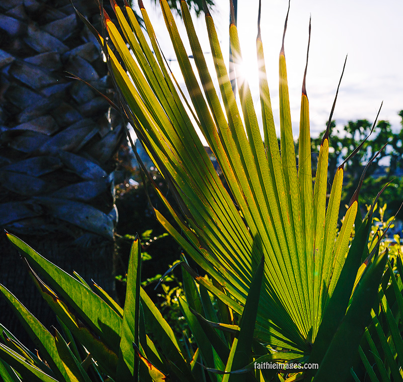 Sunshine on the Pointe Croisette 011