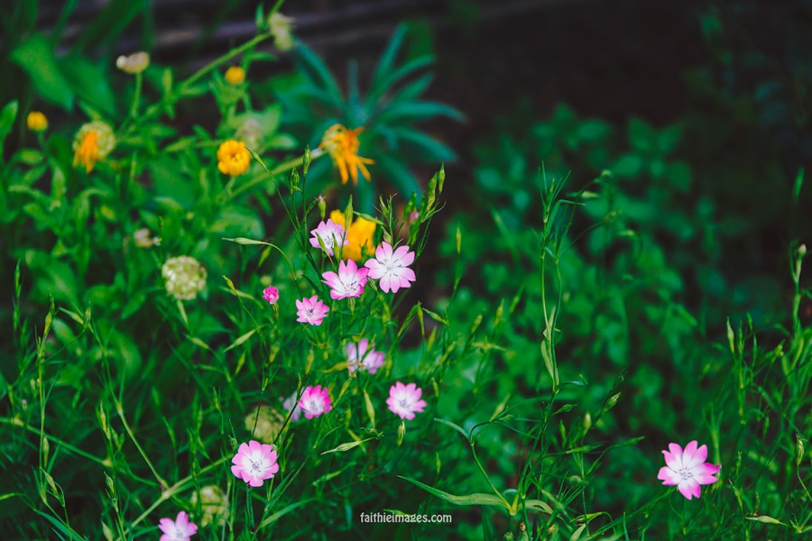 Faithieimages - Biodiversité 002