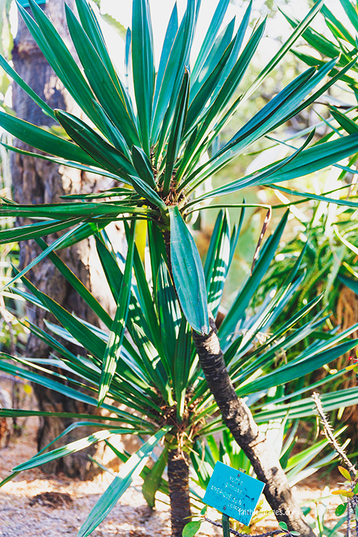 Faithieimages - Biodiversité 004