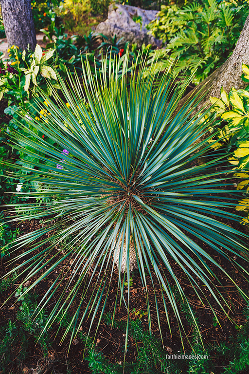 Faithieimages - Biodiversité 007