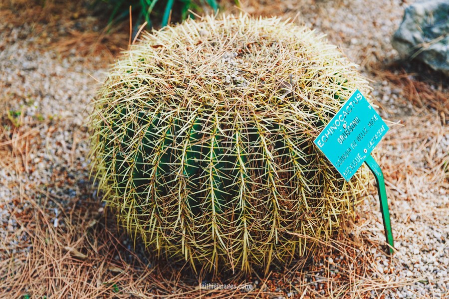 Faithieimages - Biodiversité 008