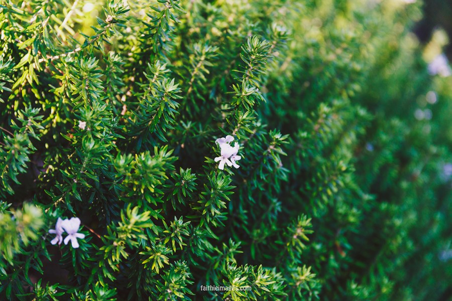 Faithieimages - Biodiversité 009