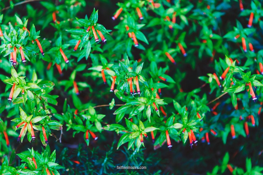 Faithieimages - Biodiversité 010