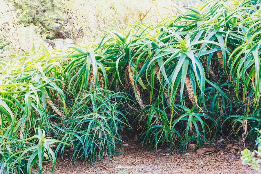 Faithieimages - Biodiversité 014