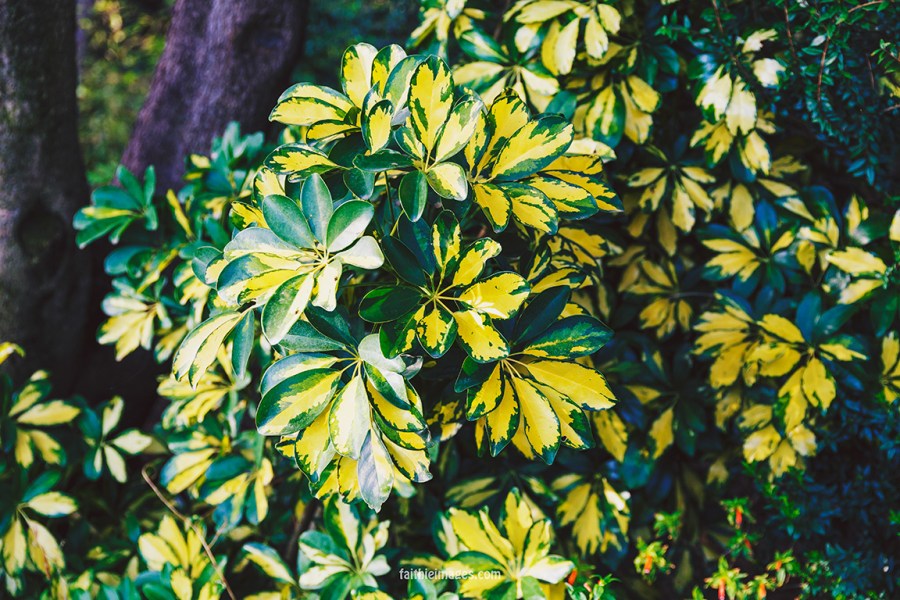 Faithieimages - Biodiversité 015