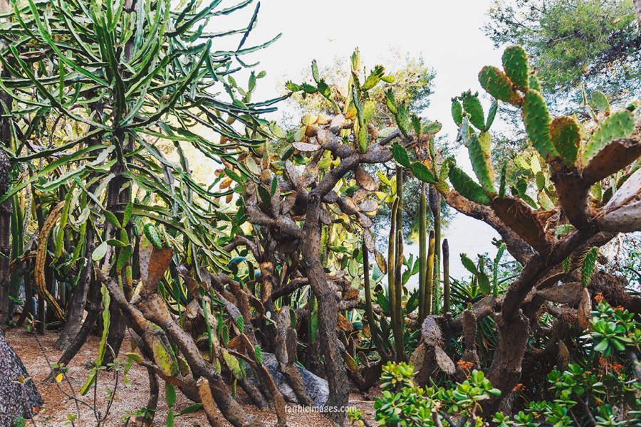 Faithieimages - Biodiversité 016