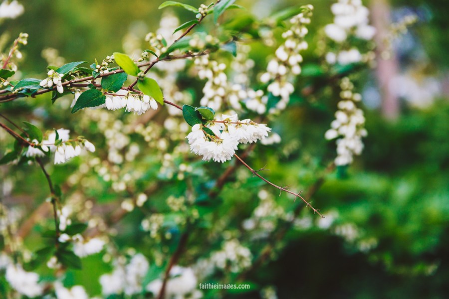 Faithieimages - Biodiversité 018