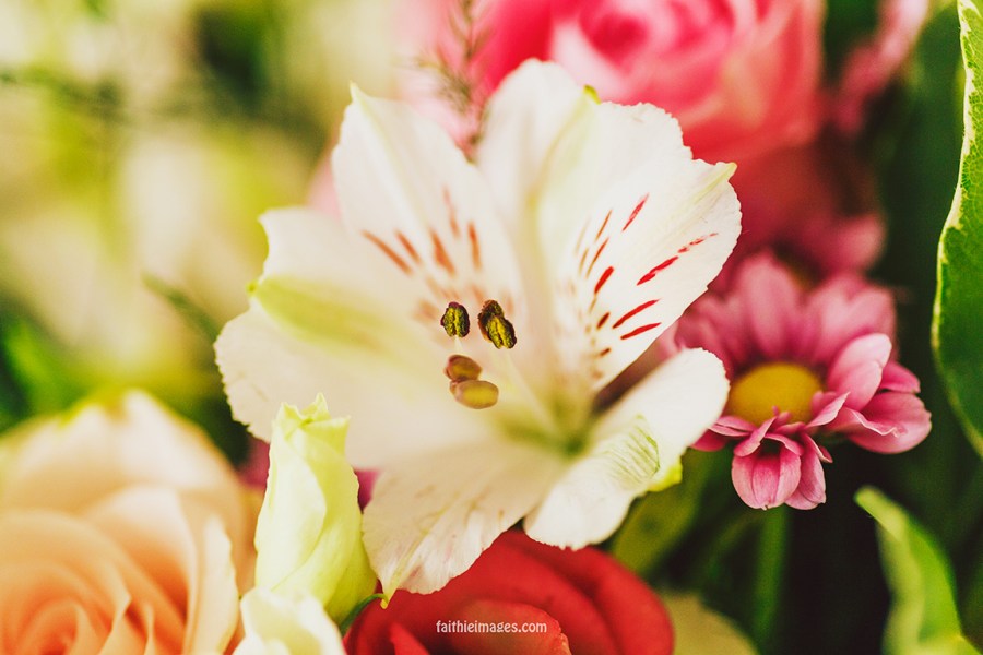 Faithieimages - From my garden 003