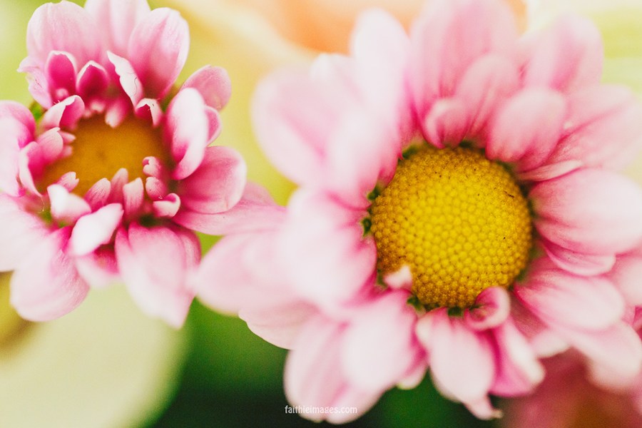 Faithieimages - From my garden 005