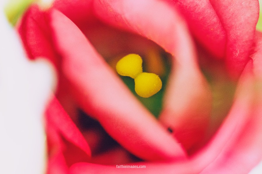 Faithieimages - From my garden 006